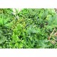 Panou Verdeata Artificiala 6355 100x100cm Panou Verdeata Artificiala 6355 100x100cm