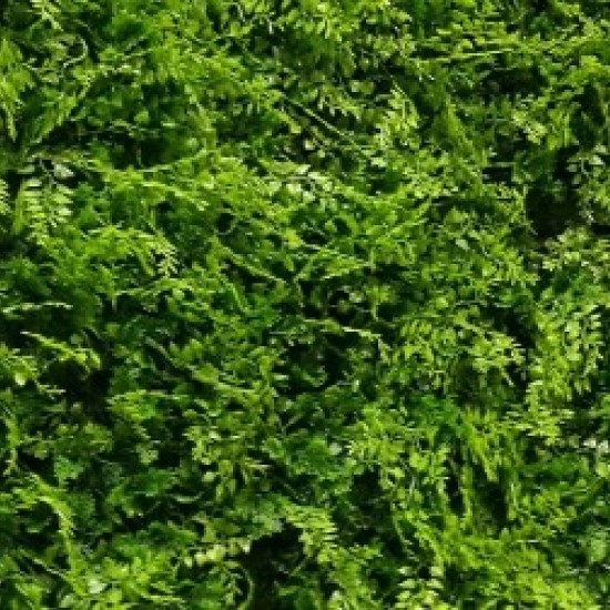 Panou Verdeață Artificială GW 6117 GreenWall Asplenium 1x1 m