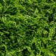 Panou Verdeață Artificială GW 6117 GreenWall Asplenium 1x1 m
