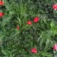 Panou  Verdeață Artificială GW 6121 GreenWall Dianthus 1x1 m