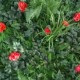 Panou  Verdeață Artificială GW 6121 GreenWall Dianthus 1x1 m