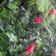 Panou  Verdeață Artificială GW 6121 GreenWall Dianthus 1x1 m