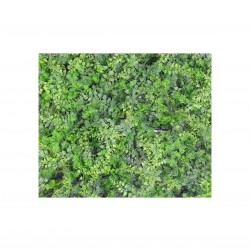 Panou  Verdeata Amestec de Feriga 50x50 cm