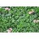 Panou  Verdeata Artificiala Roz 100x100 cm